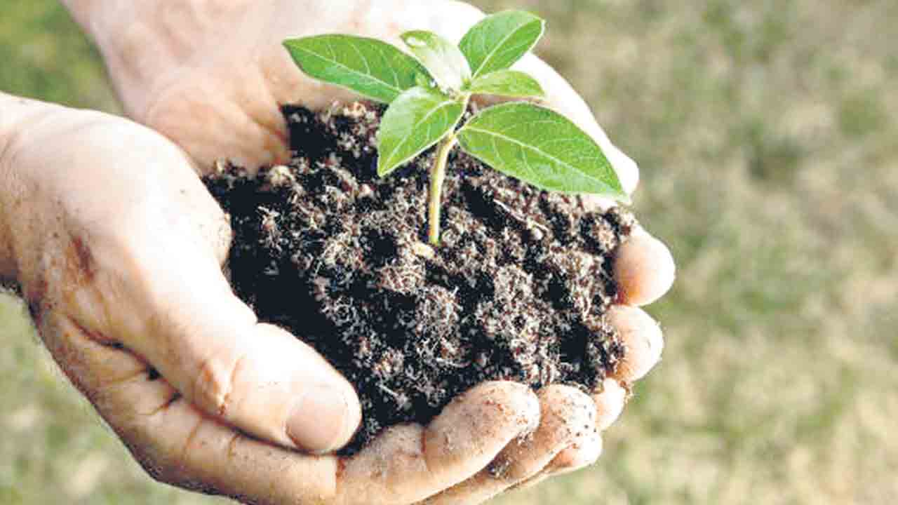 ముమ్మరంగా ఎనిమిదో విడుత హరితహారం