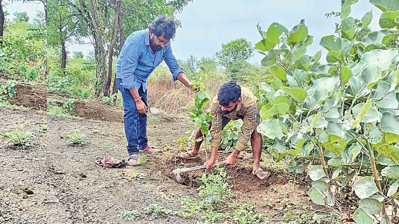 జోరుగా సాగుతున్న ‘హరితహారం’