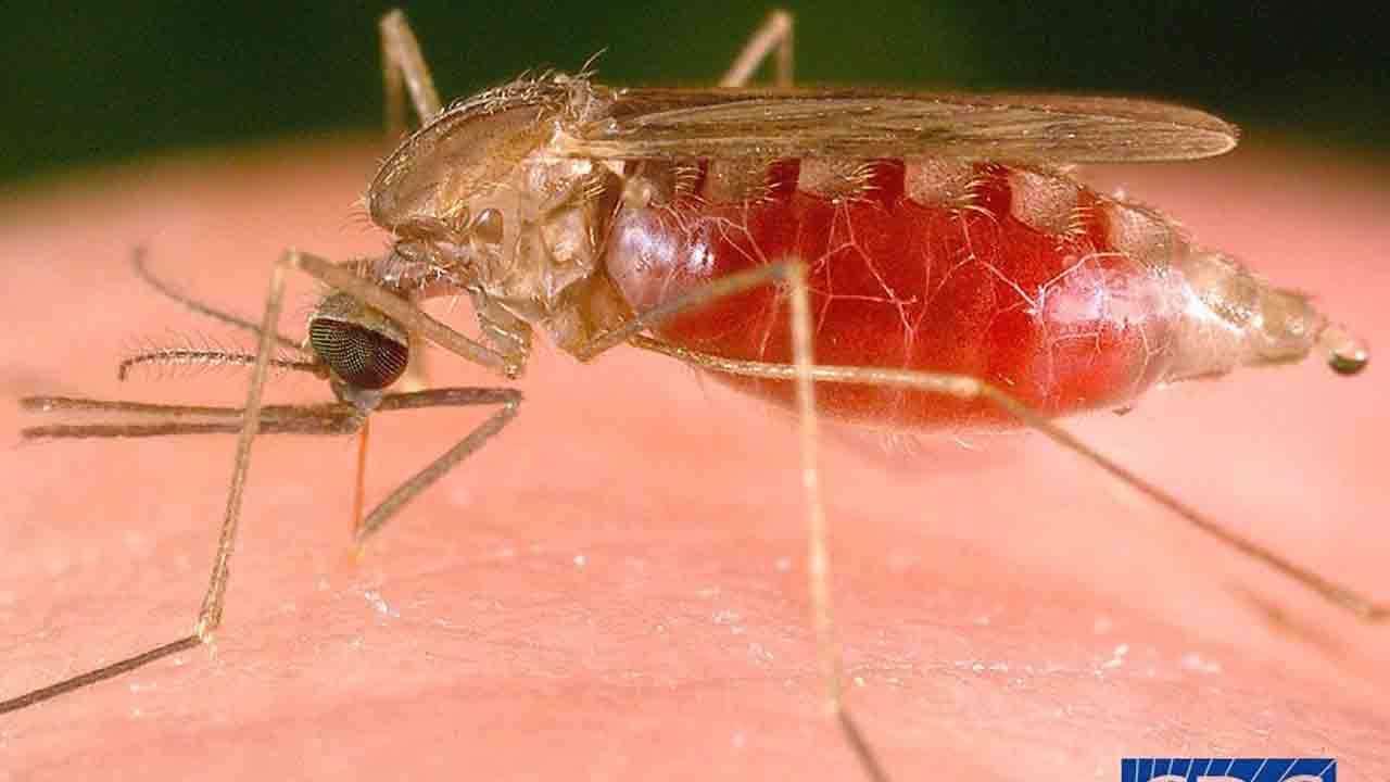 సీజనల్‌ వ్యాధులతో జర జాగ్రత్త