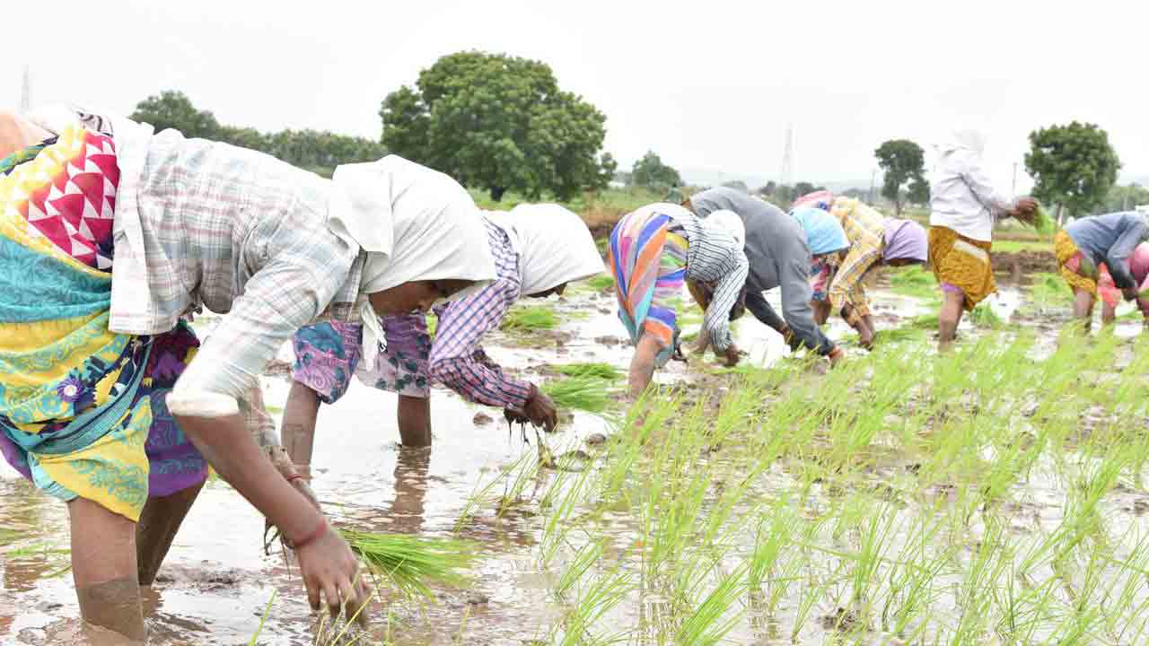 వరి నాట్ల వేళ జాగ్రత్తలు మేలు