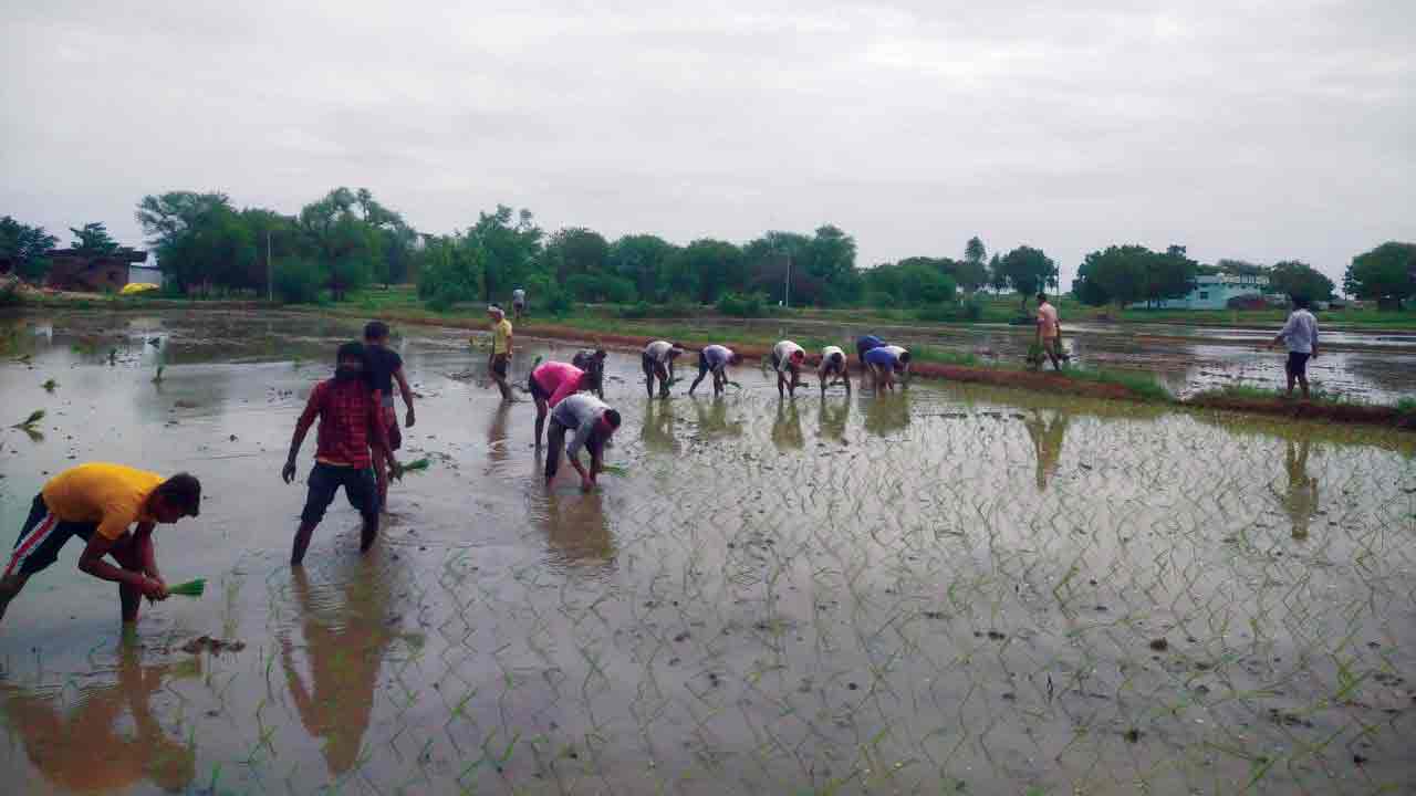 కరువు తొలగి.. ఉపాధి పెరిగి