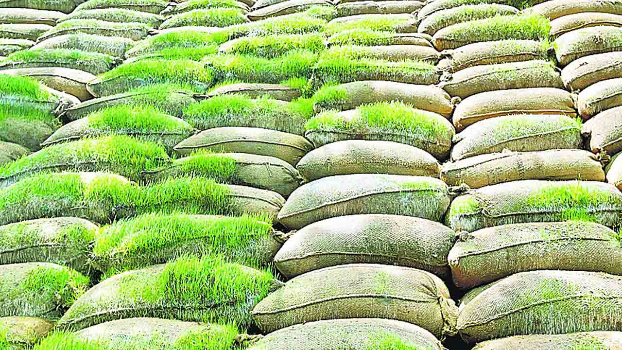 ఎవరిదీ పాపం!