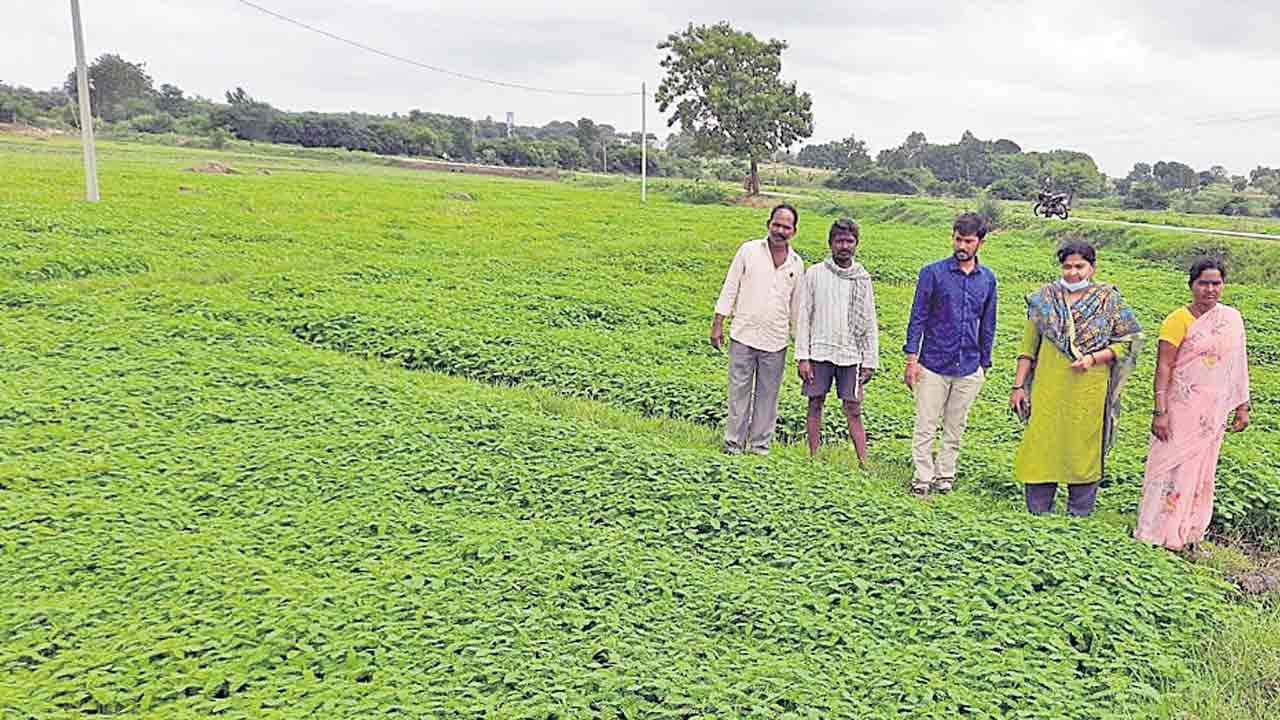 పచ్చిరొట్టతో భూసారం మెండు