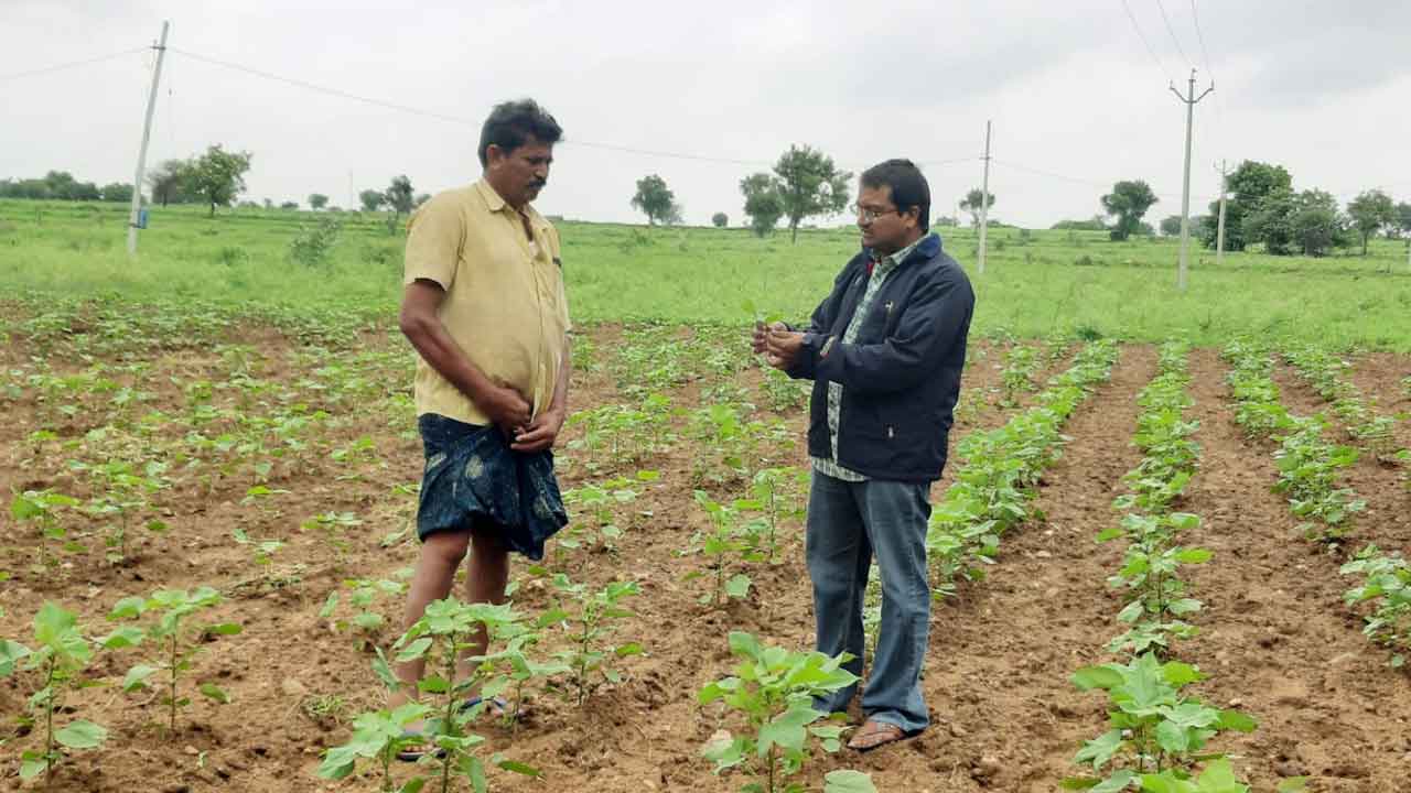 పత్తిలో సస్యరక్షణ చర్యలు చేపట్టాలి