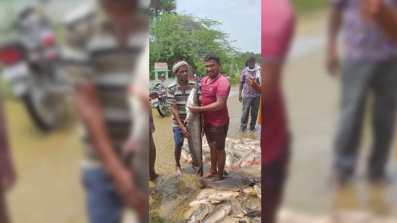 వావ్‌… వాలుగ..!