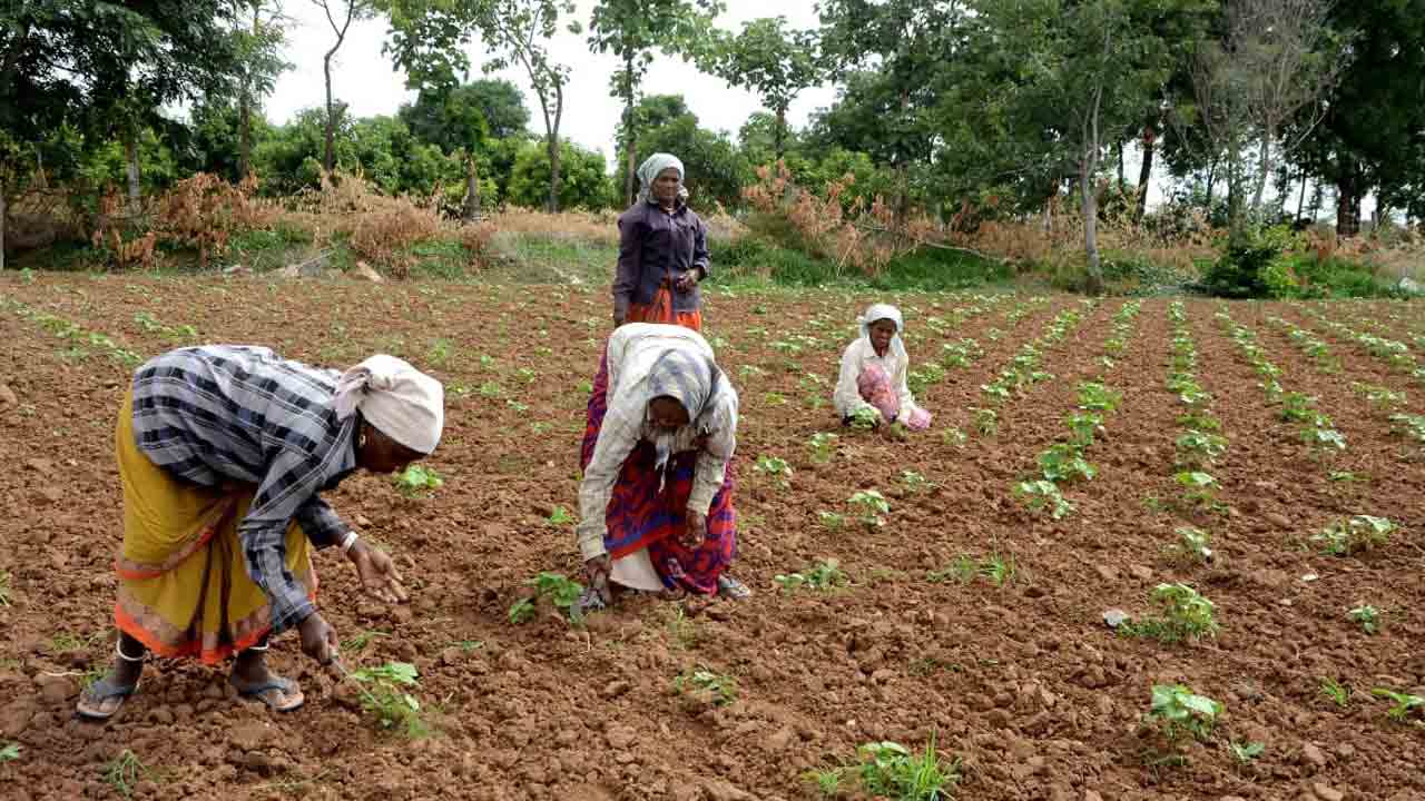 తెల్ల బంగారం