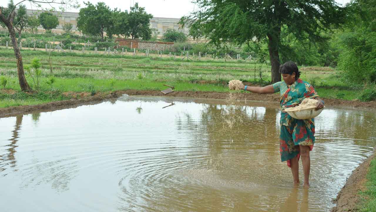 విడి విత్తనాలు కొనొద్దు