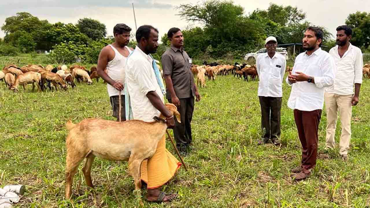 గొల్లకురుమల సంక్షేమానికి ప్రభుత్వం ప్రాధాన్యం
