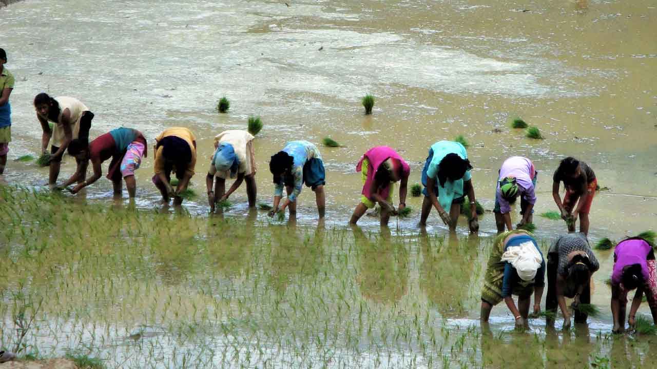 వరి ఇలా సాగితే సరి!