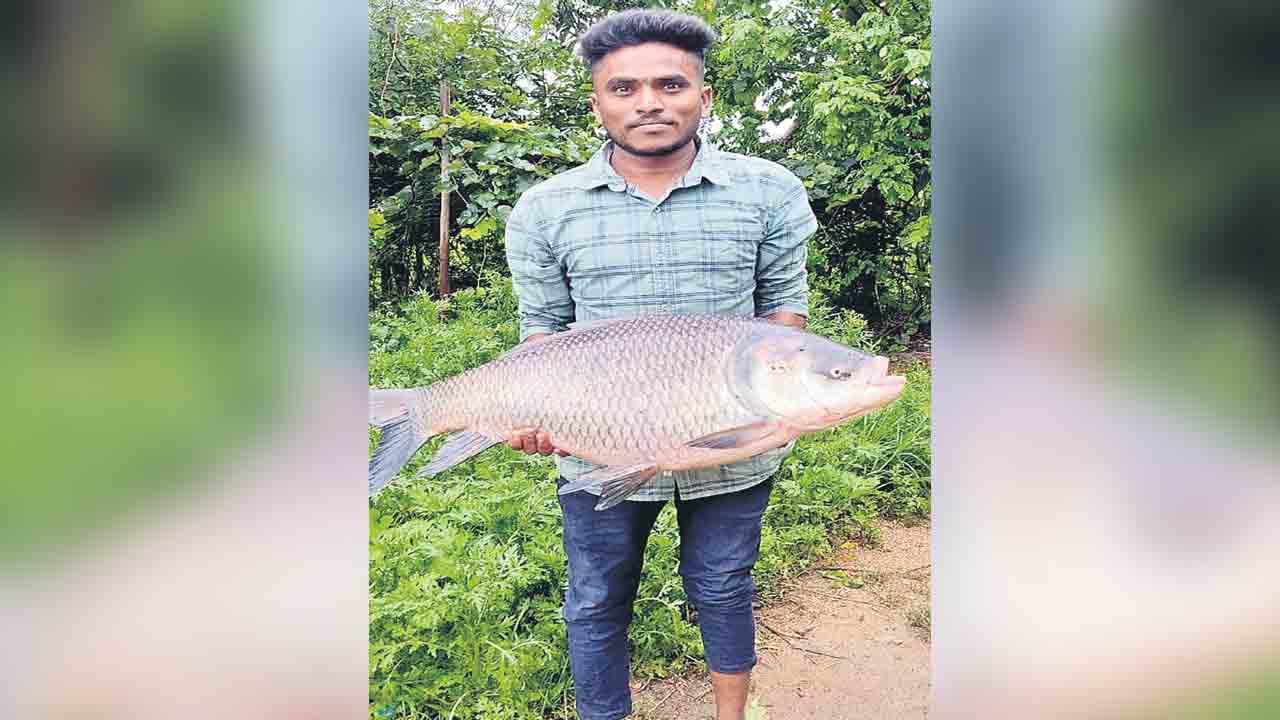 పే.. పే.. పేద్ద చేప