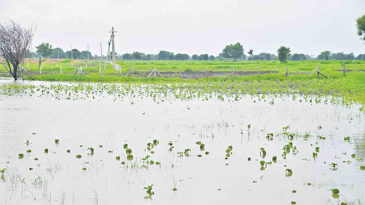 పంటు పైలం.. సంగారెడ్డిలో వర్షానికి నీటమునిగిన పంట