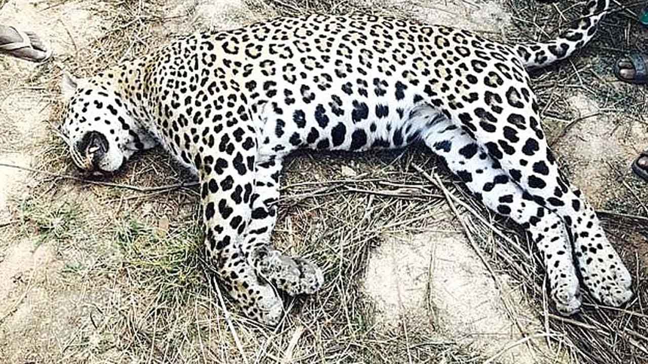 అనుమానాస్పద స్థితిలో చిరుత మృతి