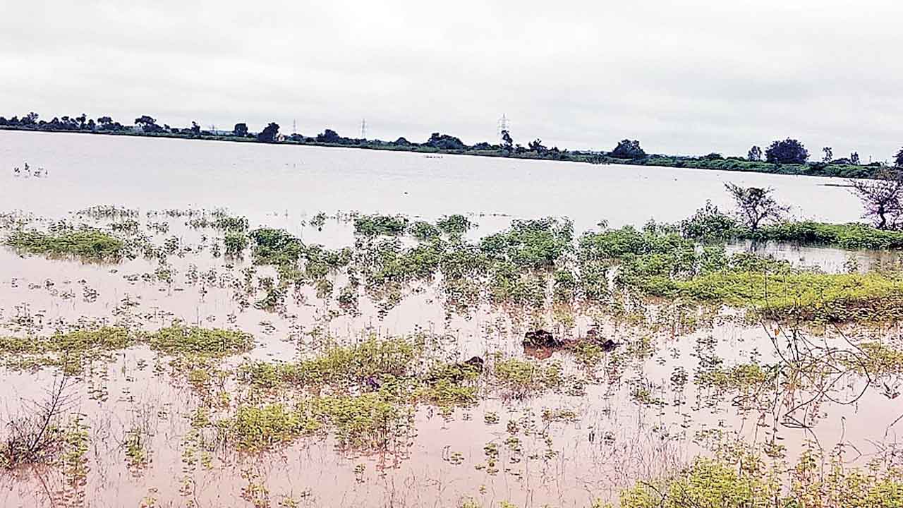 పెద్దేముల్‌లో 5.4 సెంటీమీటర్ల వర్షపాతం ..