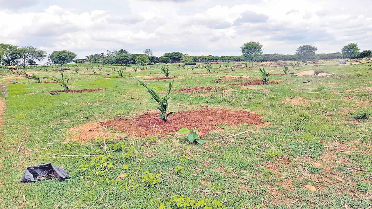 ఆయిల్‌ పామ్‌పై ఆసక్తి