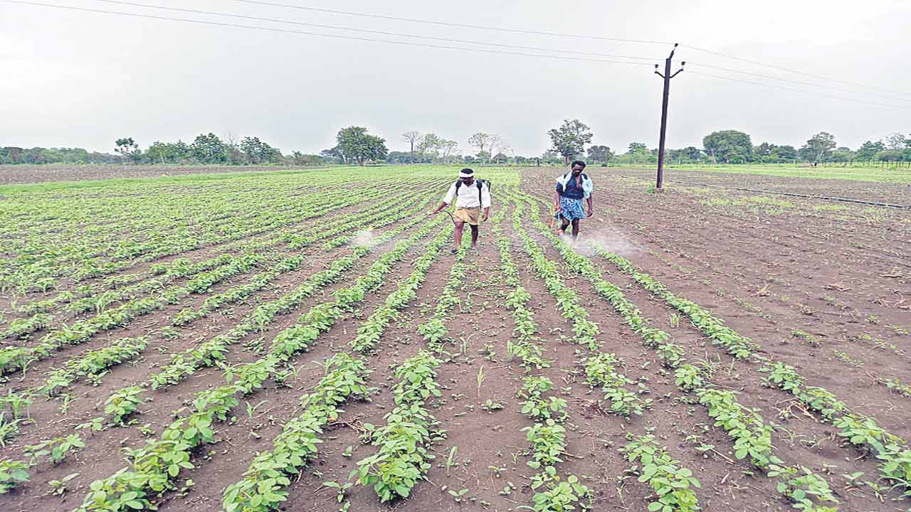 అనుకూలిస్తున్న కాలం.. పంటలు ఆశాజనకం