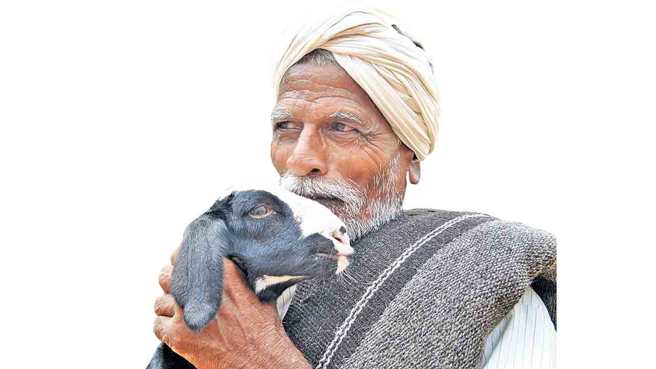 ఎలమందొచ్చే వేళాయె..