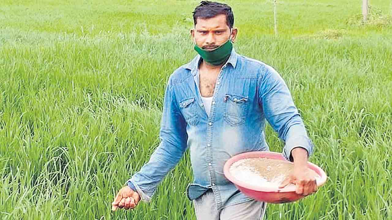 వెదజల్లడమే మేలు