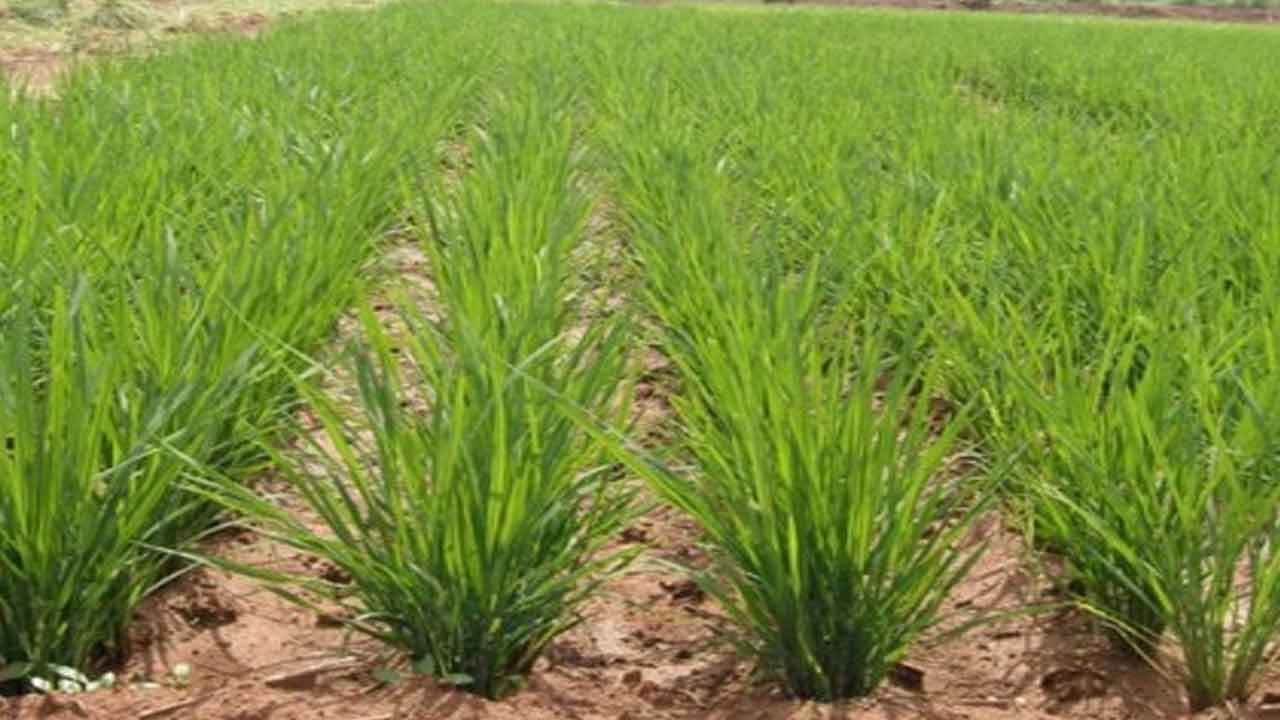 Aerobic rice | ఎరోబిక్‌ పద్ధతిలో వరిసాగు తక్కువ వ్యయం, సులభం