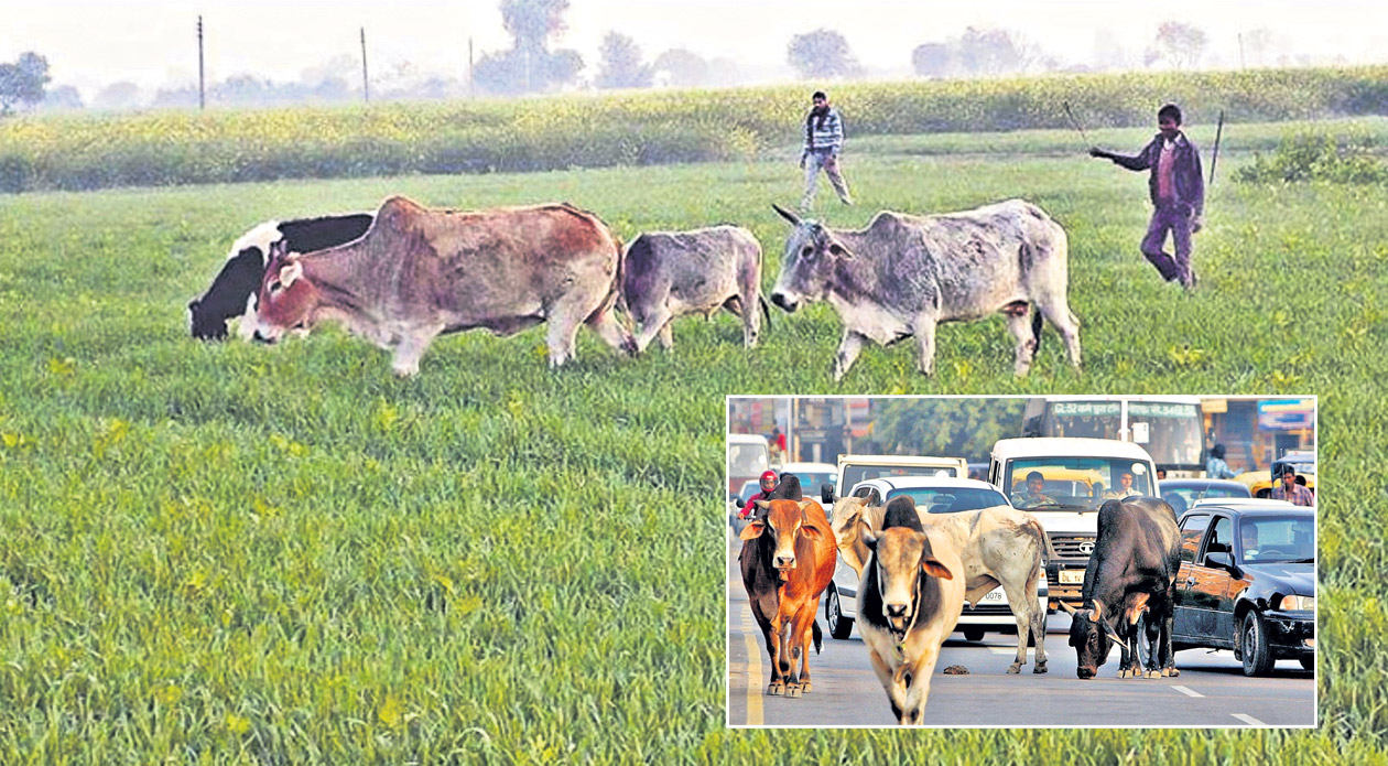 ఆవు పేడ బంగారం కాలేదు