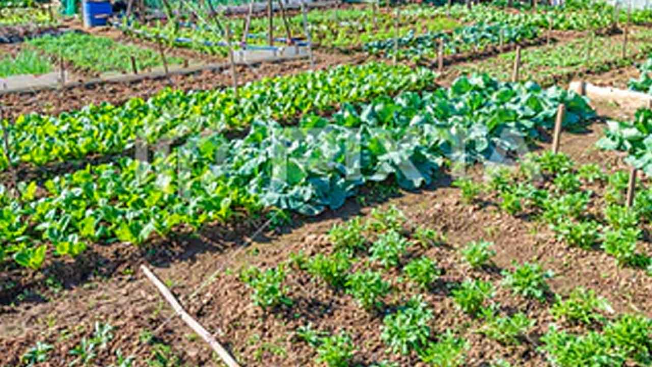 Backyard gardening | పెరటి తోటల పెంపకం ఎలా..?