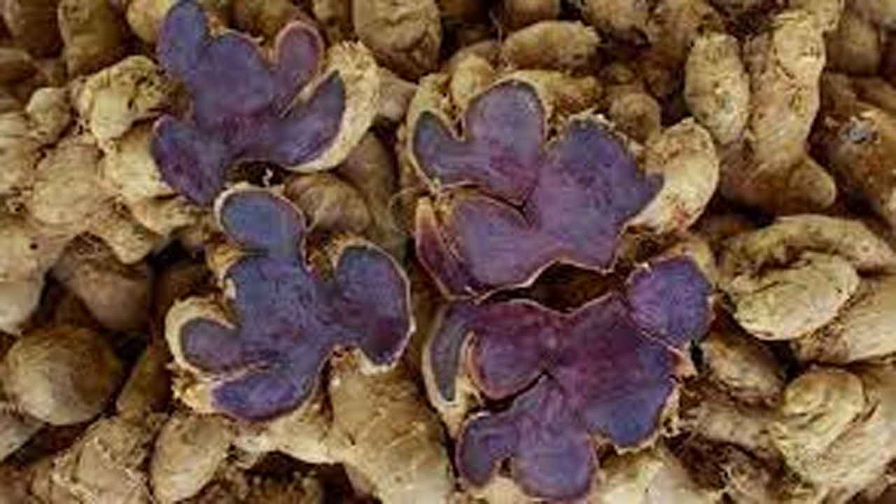 Black turmeric and its health benefits