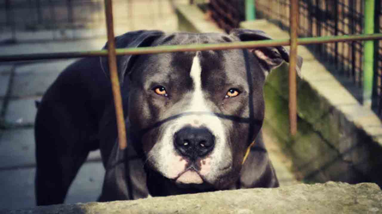 ఇంట్లోని వృద్ధురాలిపై… దాడి చేసి చంపిన పెంపుడు కుక్క