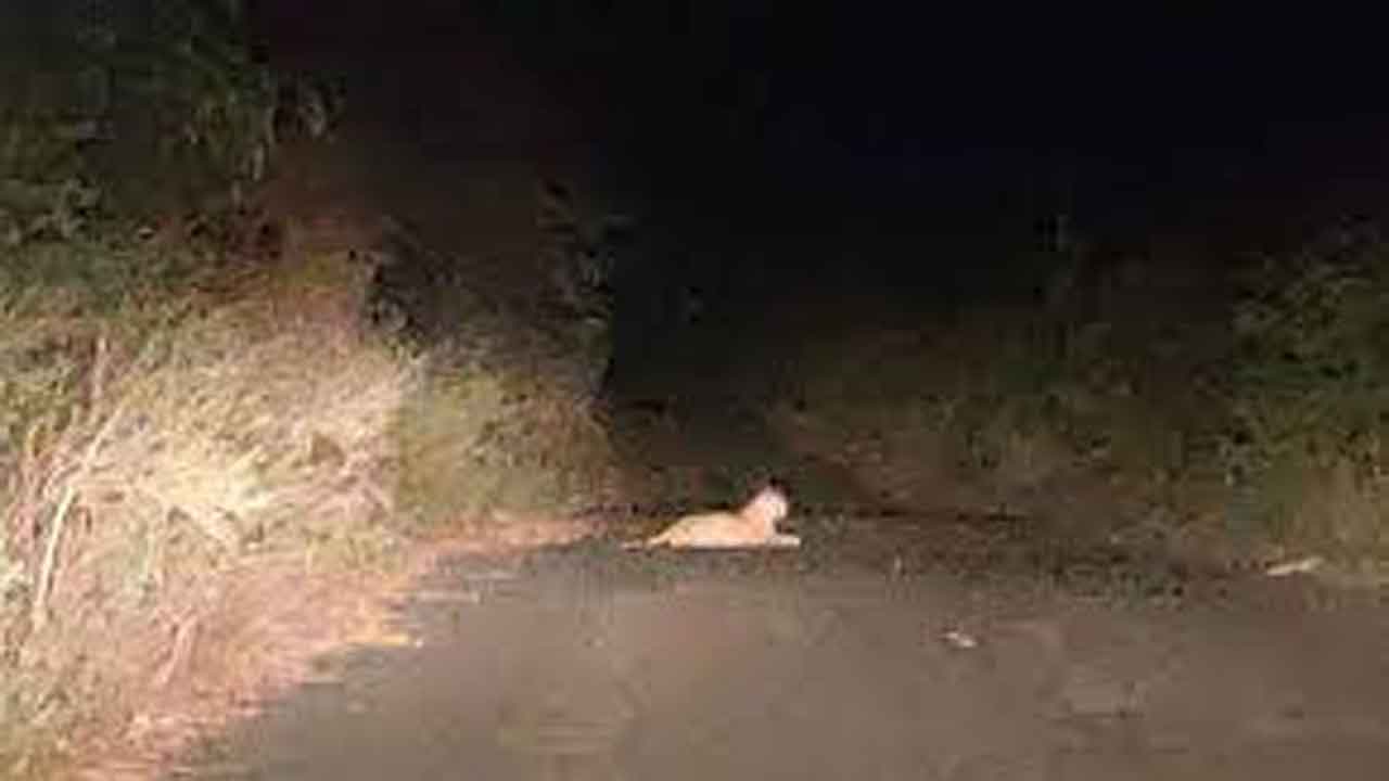 కర్నూలు రామకొండలో చిరుత సంచారం.. భయాందోళనలో ప్రజలు