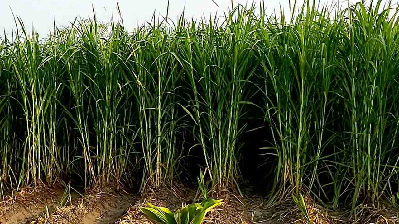 ఇలా పెంచితే.. ‘సూపర్‌’