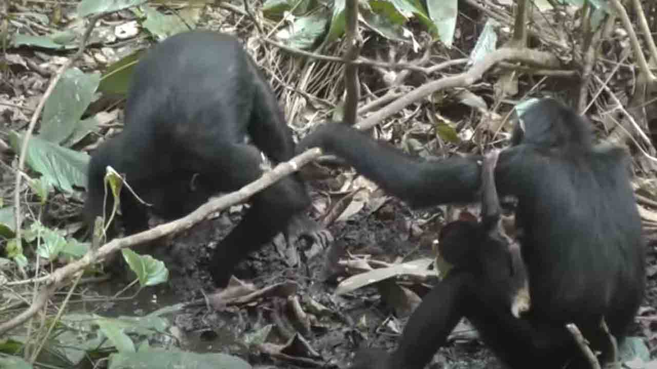 నీటి కోసం గుంతలు తవ్వుతున్న చింపాంజీలు.. ఆశ్చర్యపోతున్న సైంటిస్టులు