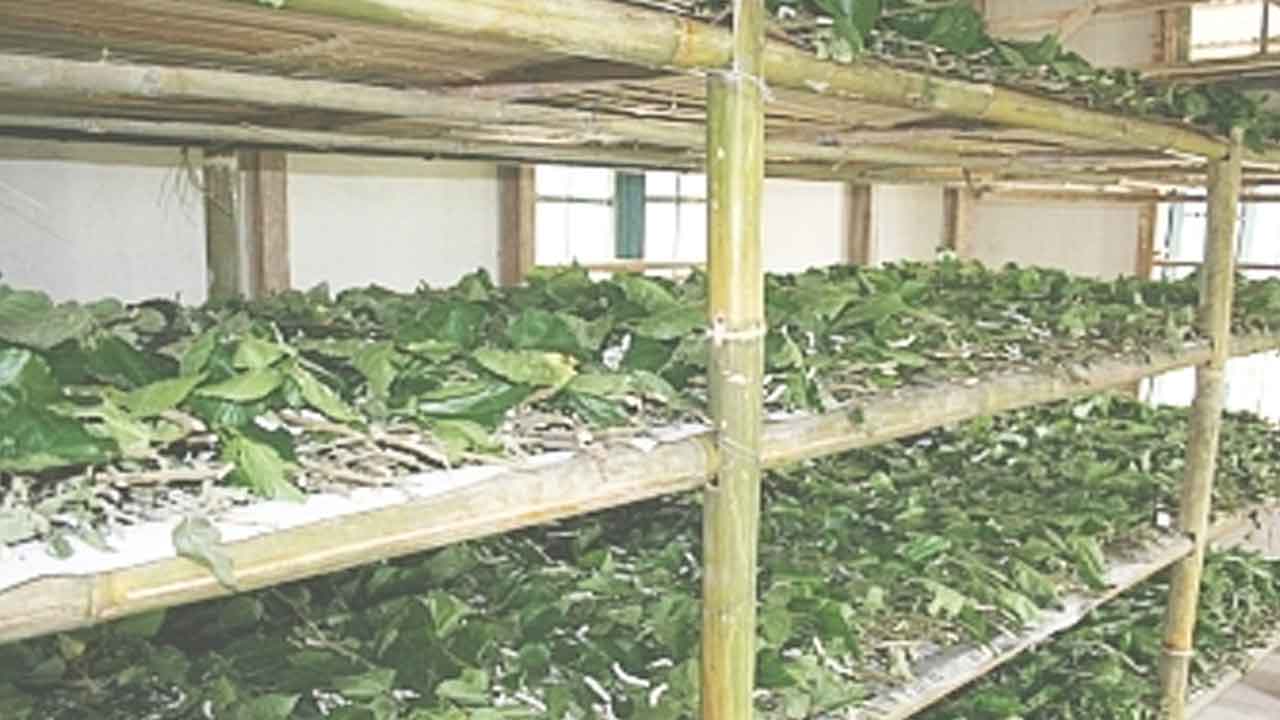 sericulture | పట్టుపురుగుల పెంపకంలో ఊజీ ఈగల నియంత్రణ