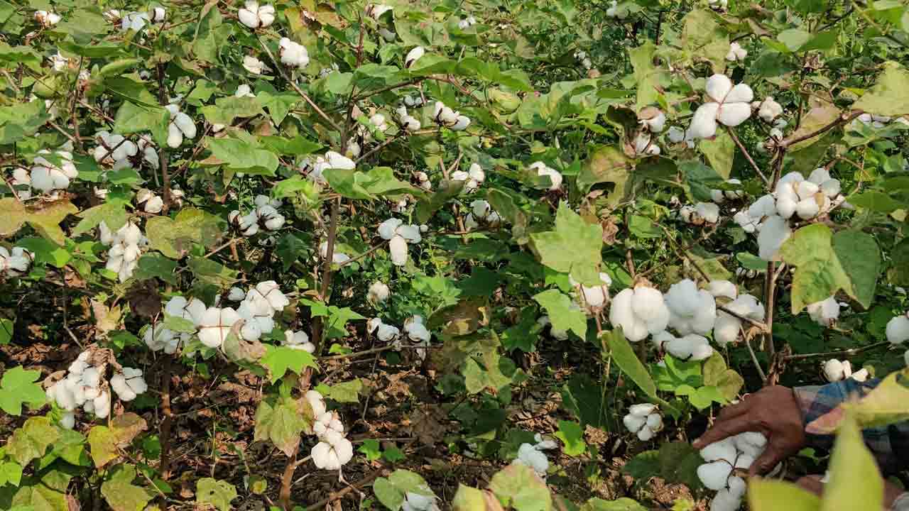 అధిక దిగుబడికి..ఎత్తుమడుల పద్ధతి