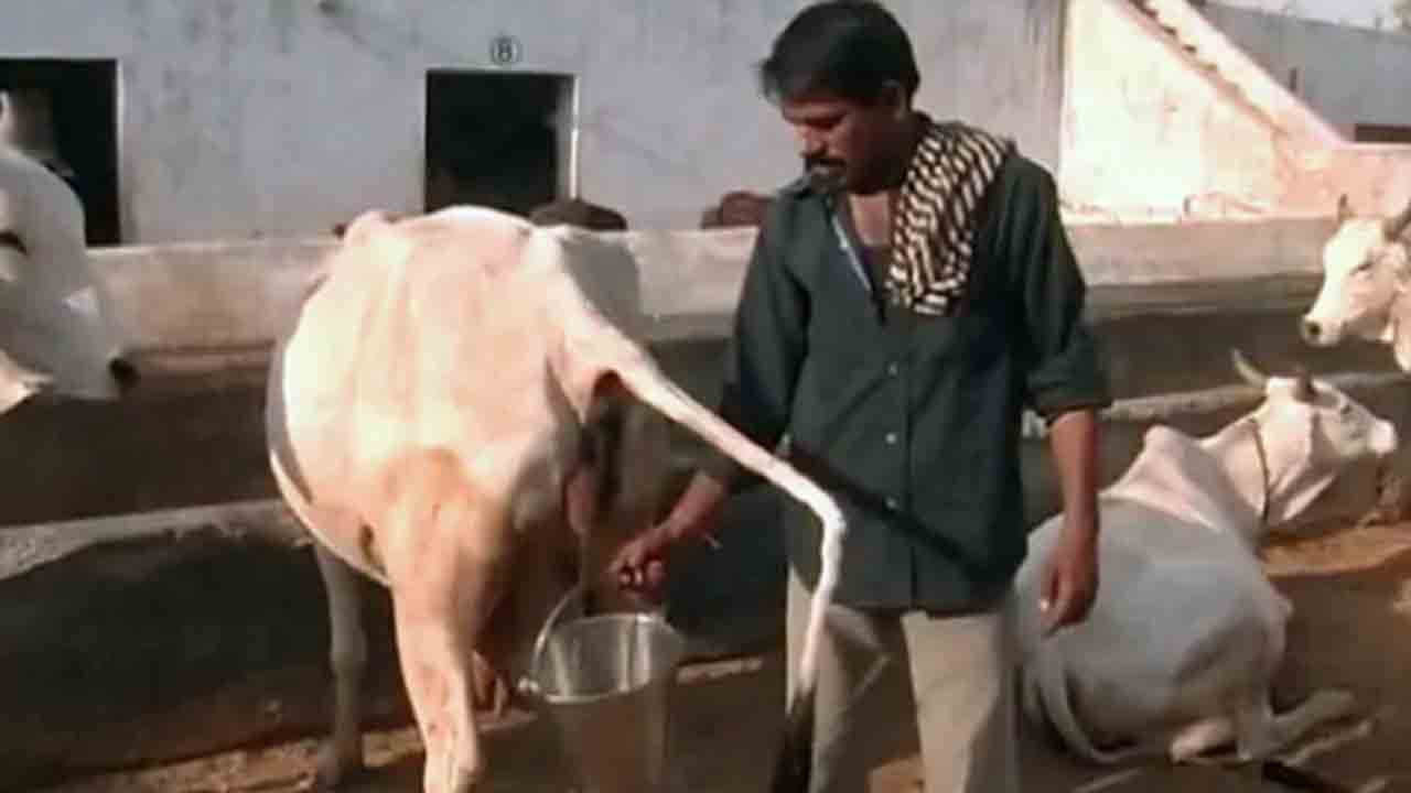 లీటరు గో మూత్రం రూ.4… కొనుగోలుకు కొత్త పథకం