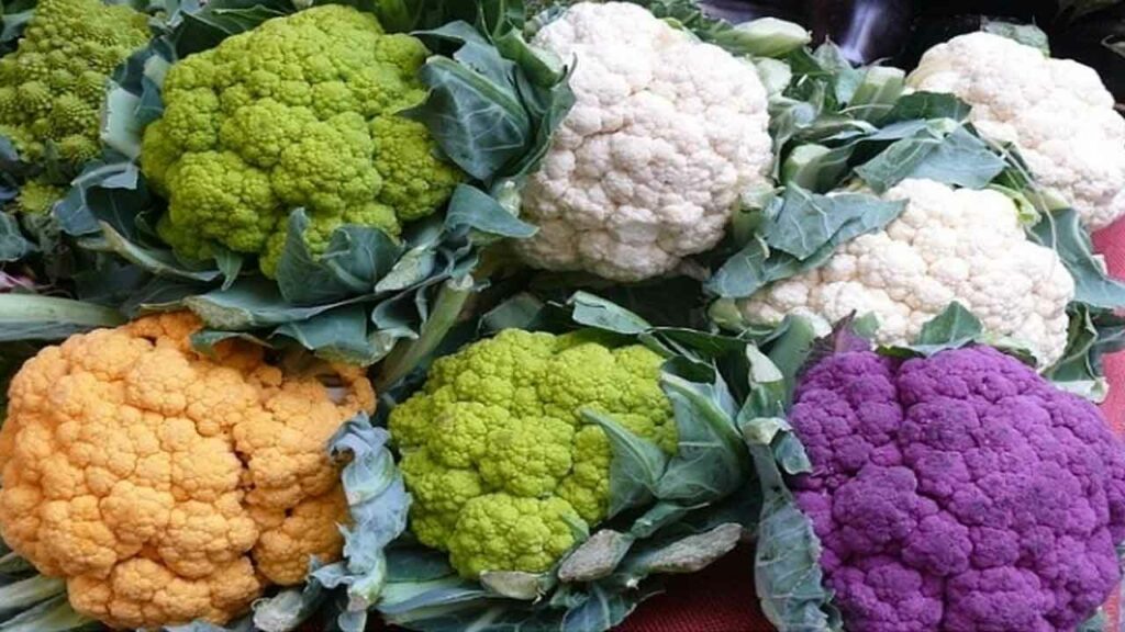Cultivation of colorful cauliflower crops