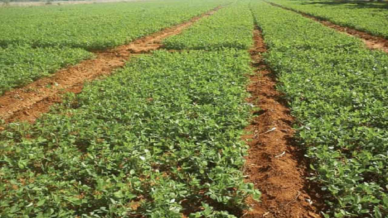 Groundnut cultivation | యాసంగిలో పల్లి సాగు.. ఈ పద్ధతులు పాటిస్తే మంచి లాభాలు