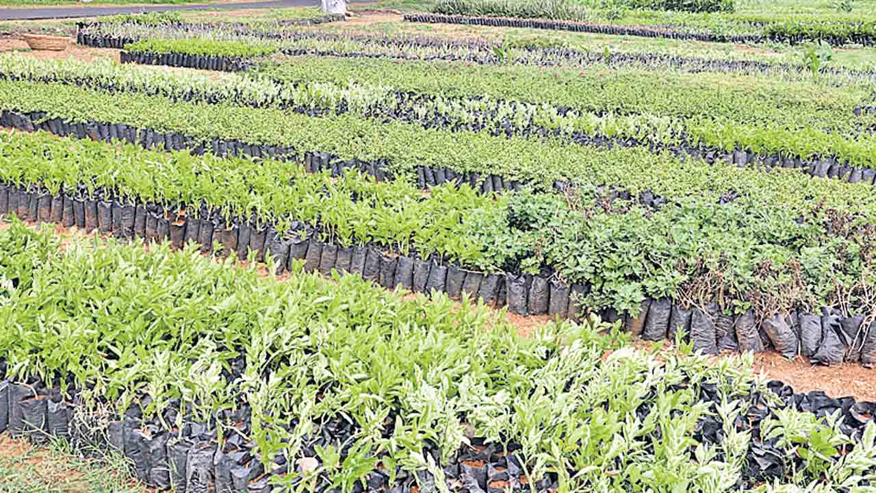 లక్ష్యం దిశగా హరితహారం..