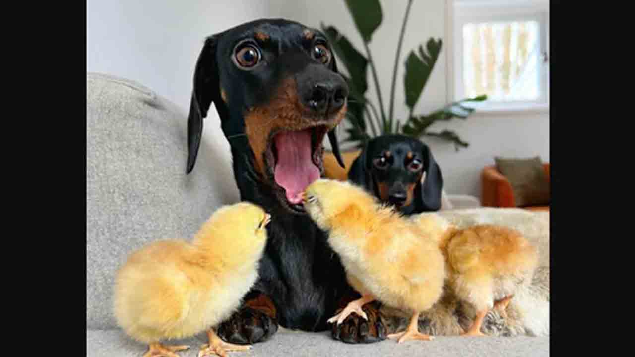 పెంపుడు కుక్క నాలుక కొరికిన కోడిపిల్ల.. రియాక్షన్ చూసి నవ్వుతున్న నెటిజన్లు