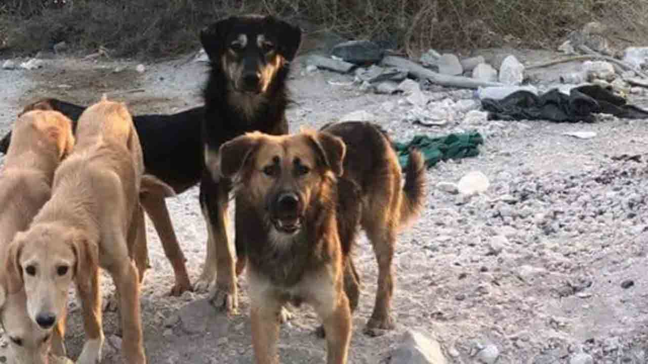 బాలుడ్ని కరిచిన కుక్క… 29 కుక్కలను కాల్చి చంపిన దుండగులు