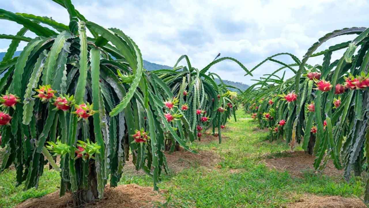 the-dragon-fruit-crop-that-is-pouring-cash-in-the-drought-soil