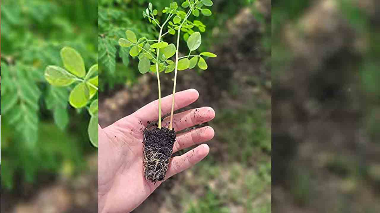 ఇంటికో మునగ మొక్క!