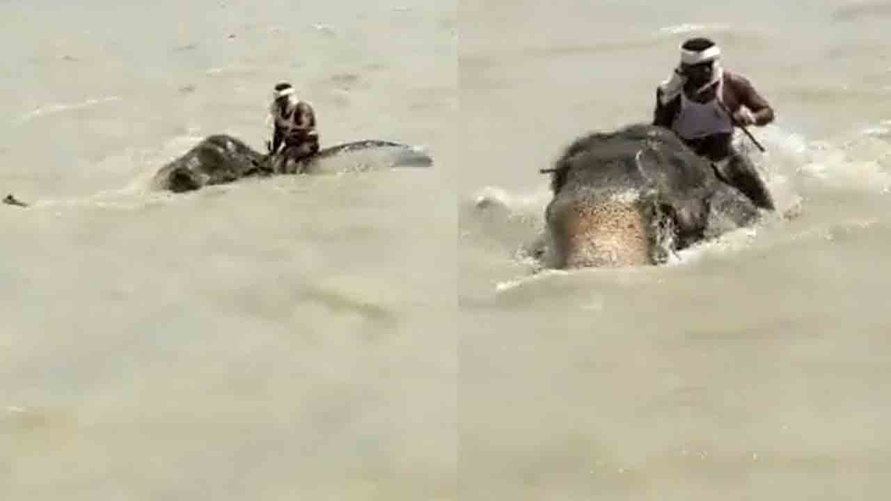 Viral Video: ఉప్పొంగిన గంగా నదిలో.. మూడు కిలోమీటర్లు ఈదిన ఏనుగు