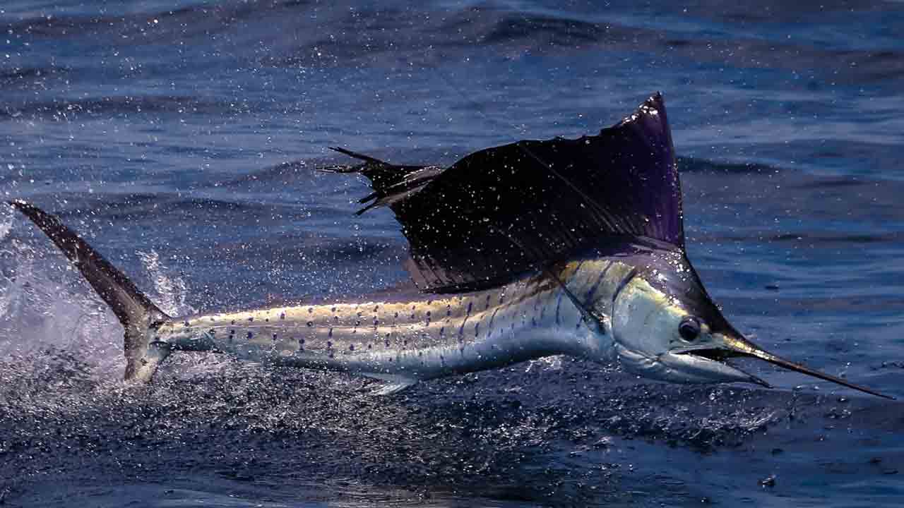 Fish Attack | చేపలు పట్టేందుకు వెళ్లగా.. పదునైన ముక్కుతో మహిళను పొడిచిన చేప!