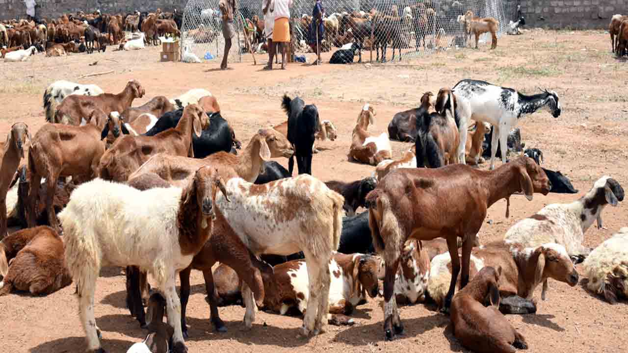 జీవాల్లో నీలి నాలుక వ్యాధి