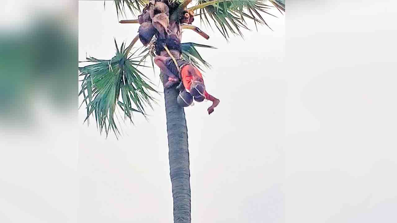 తాటిచెట్టుపైనే తలకిందులుగా