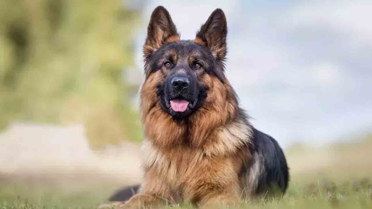 ఎక్సైజ్ చట్టాలను ఉల్లంఘించిందని… కుక్కను అరెస్ట్‌ చేసిన పోలీసులు