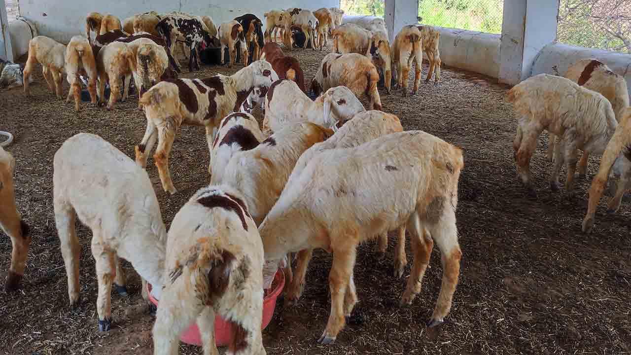 లక్షణమైన గొర్రె!