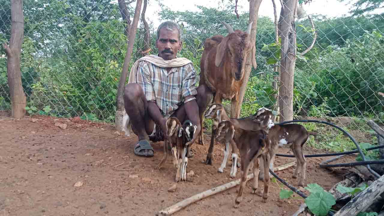 అరుదైన ఘ‌ట‌న‌.. ఒకే ఈత‌లో ఐదు మేక పిల్ల‌లు