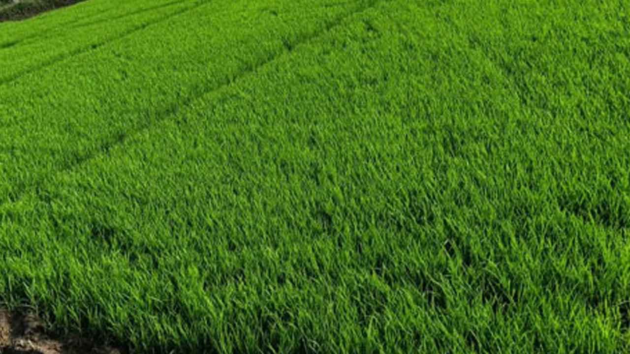 Healthy fiber | ఆరోగ్యమైన నారుతోనే మంచి దిగుబడి