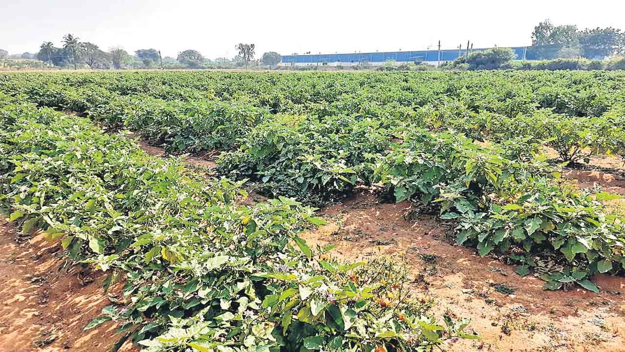 నగరానికి కొరత తీరేలా.. సాగు