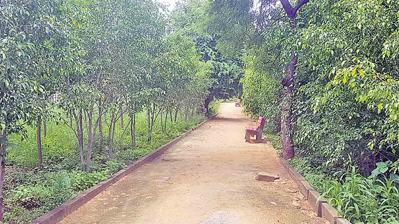 నాడు చెత్తా చెదారం.. నేడు హరితవనం