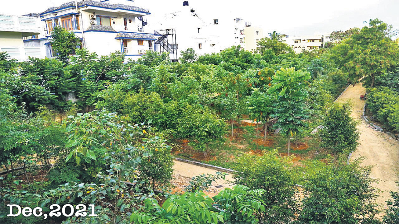 4846 కాలనీల్లో హరితహారం